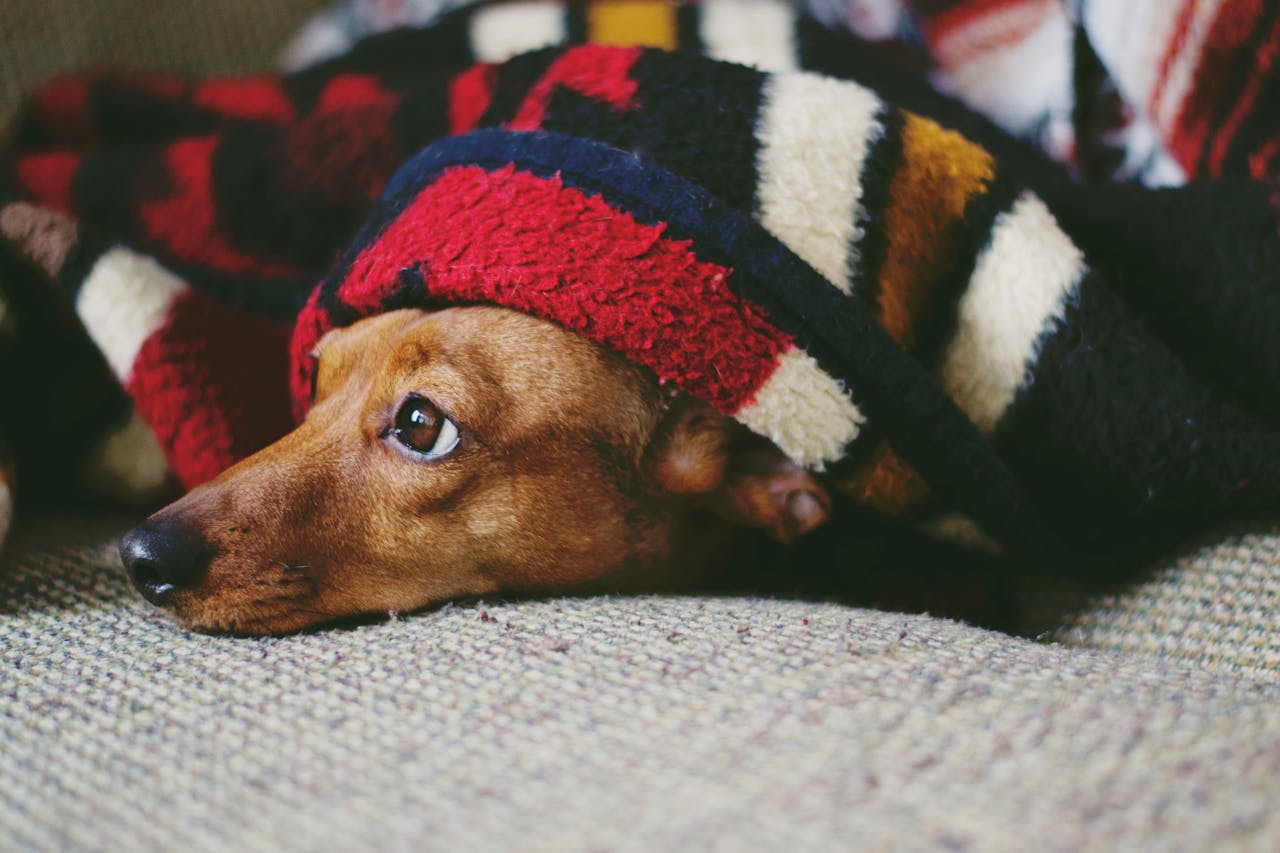 A brown dog laying down under a blanket