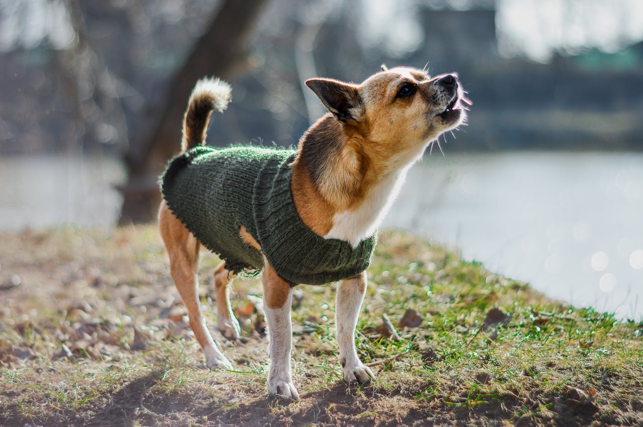 a small dog barking outside