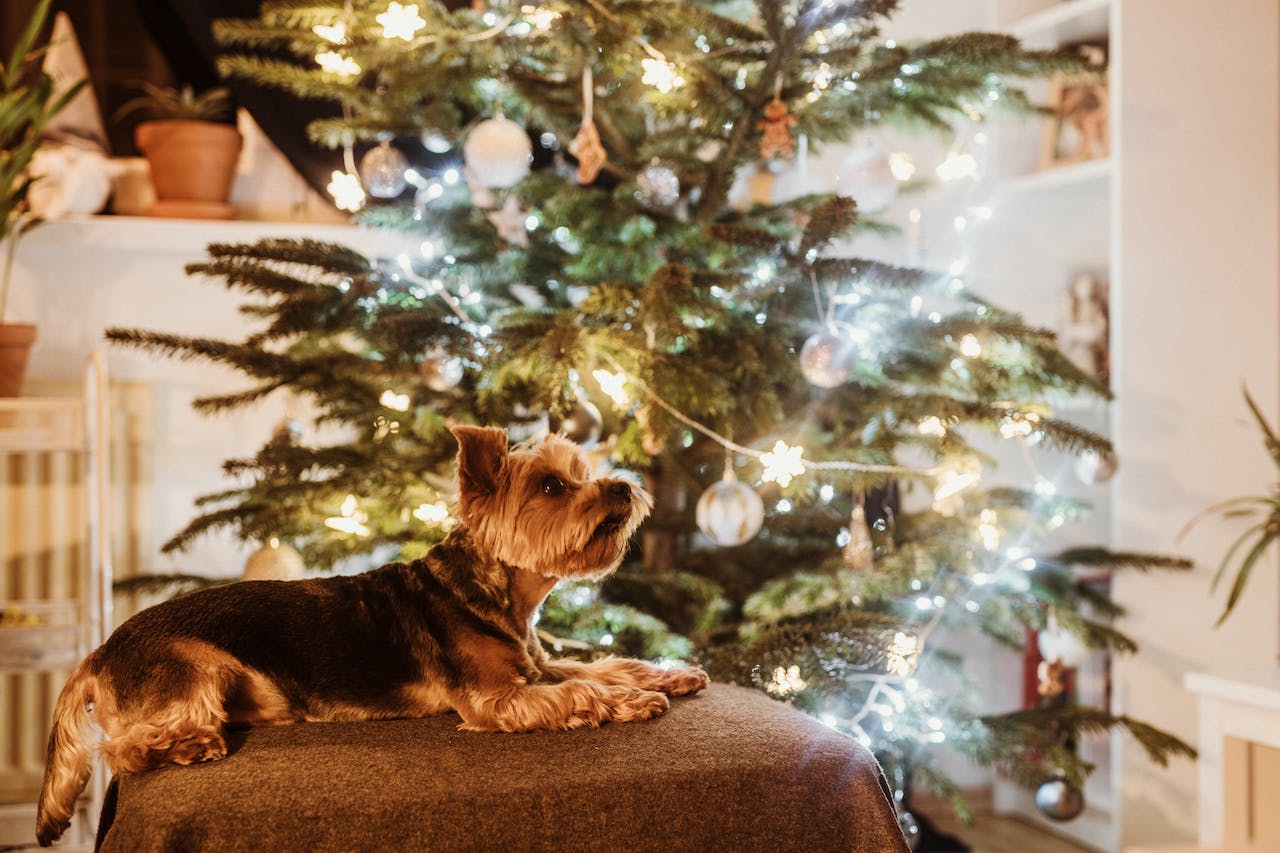 A small brown dog sitting near a Christmas tree