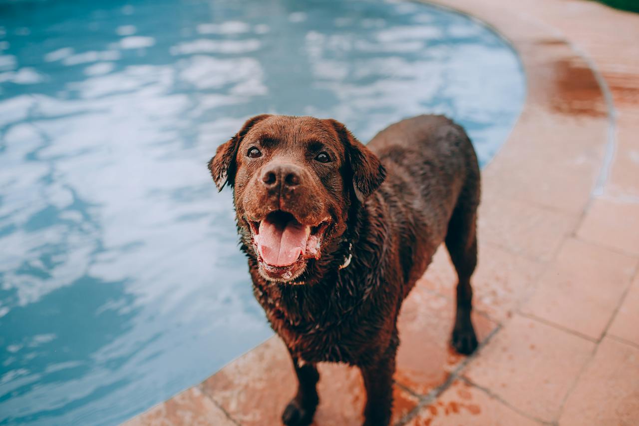 A large brown dog next to a swimming pool