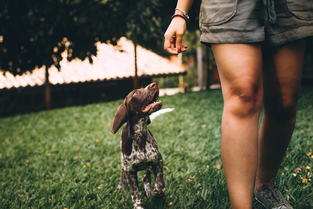 A small dog walking near a persons legs