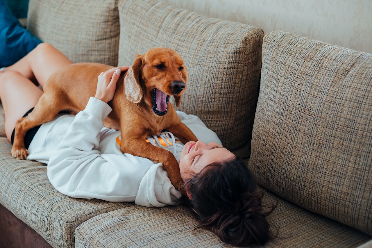 A close-up picture of a dog’s face as it yawns