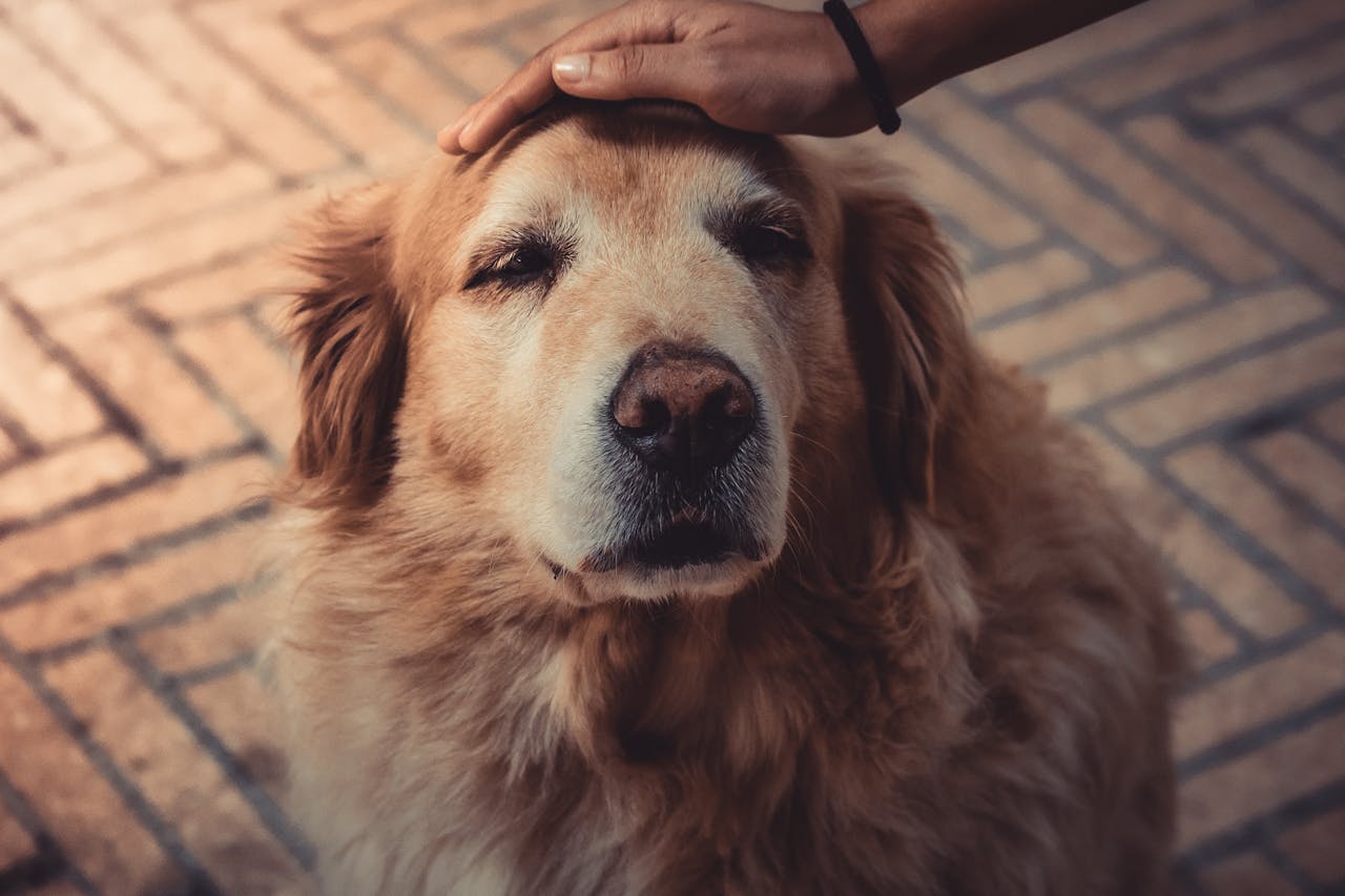 A woman petting her dog