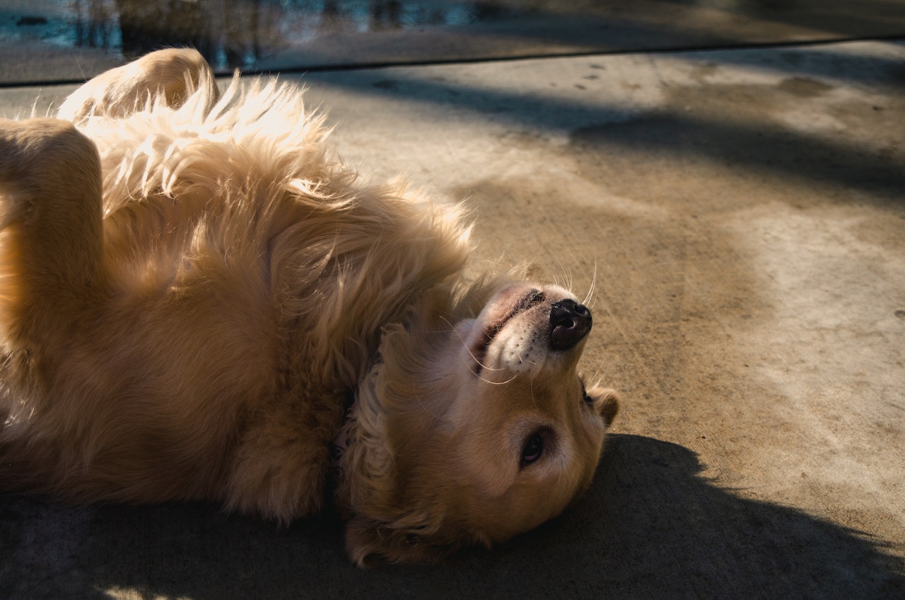 A Golden Retriever lying down on the patio floor