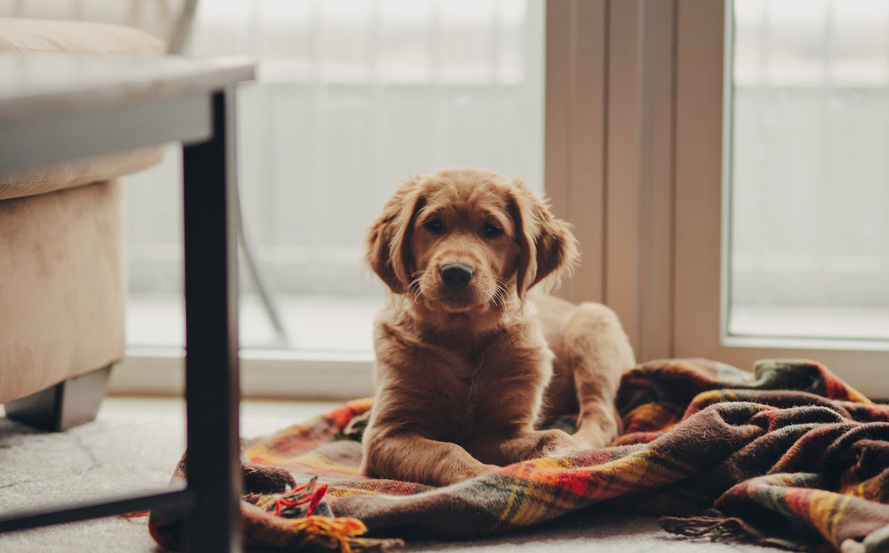 A large brown dog lying down on a Paw.com rug