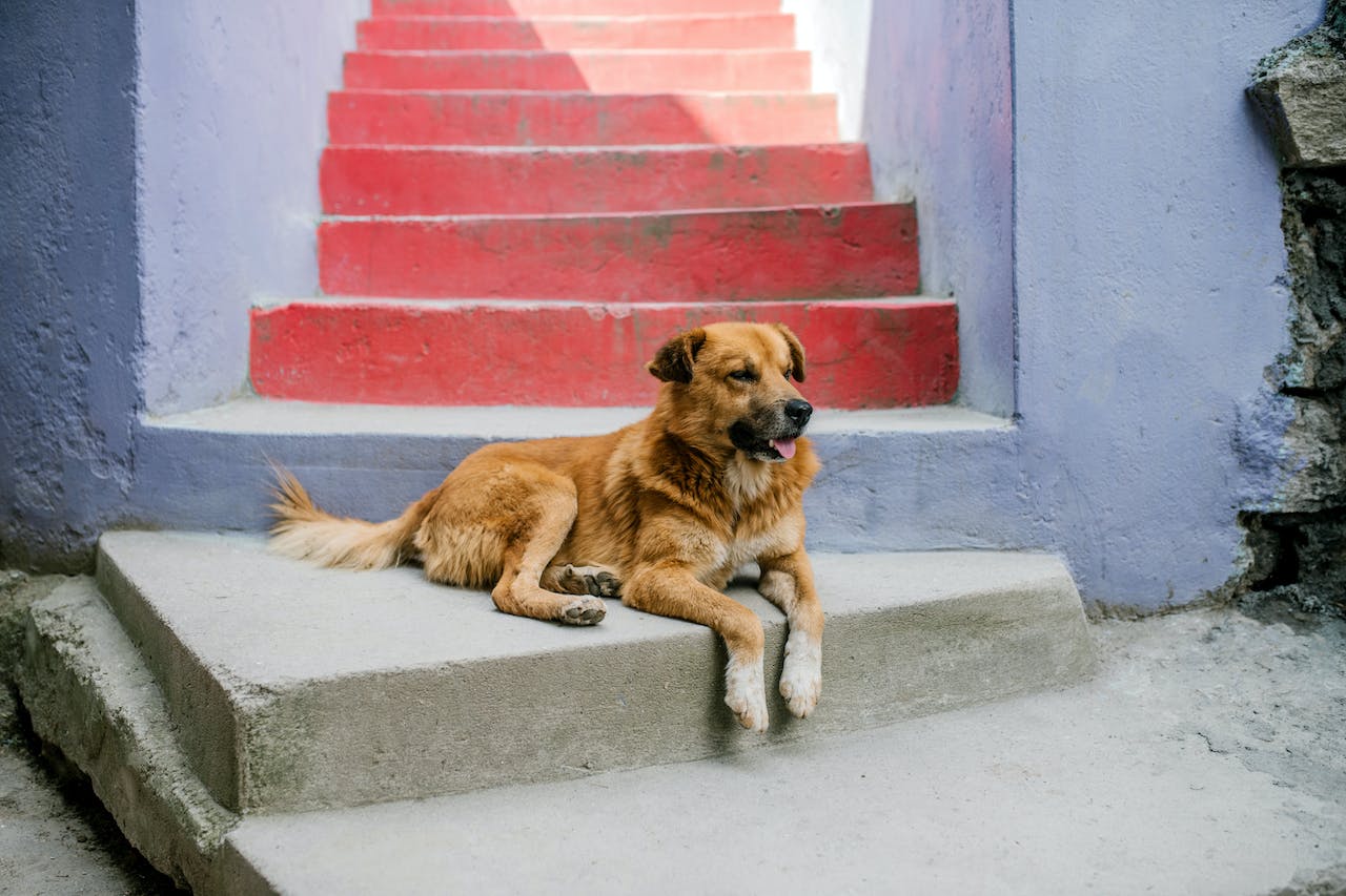 a dog sunbathing on colorful steps outside of a home