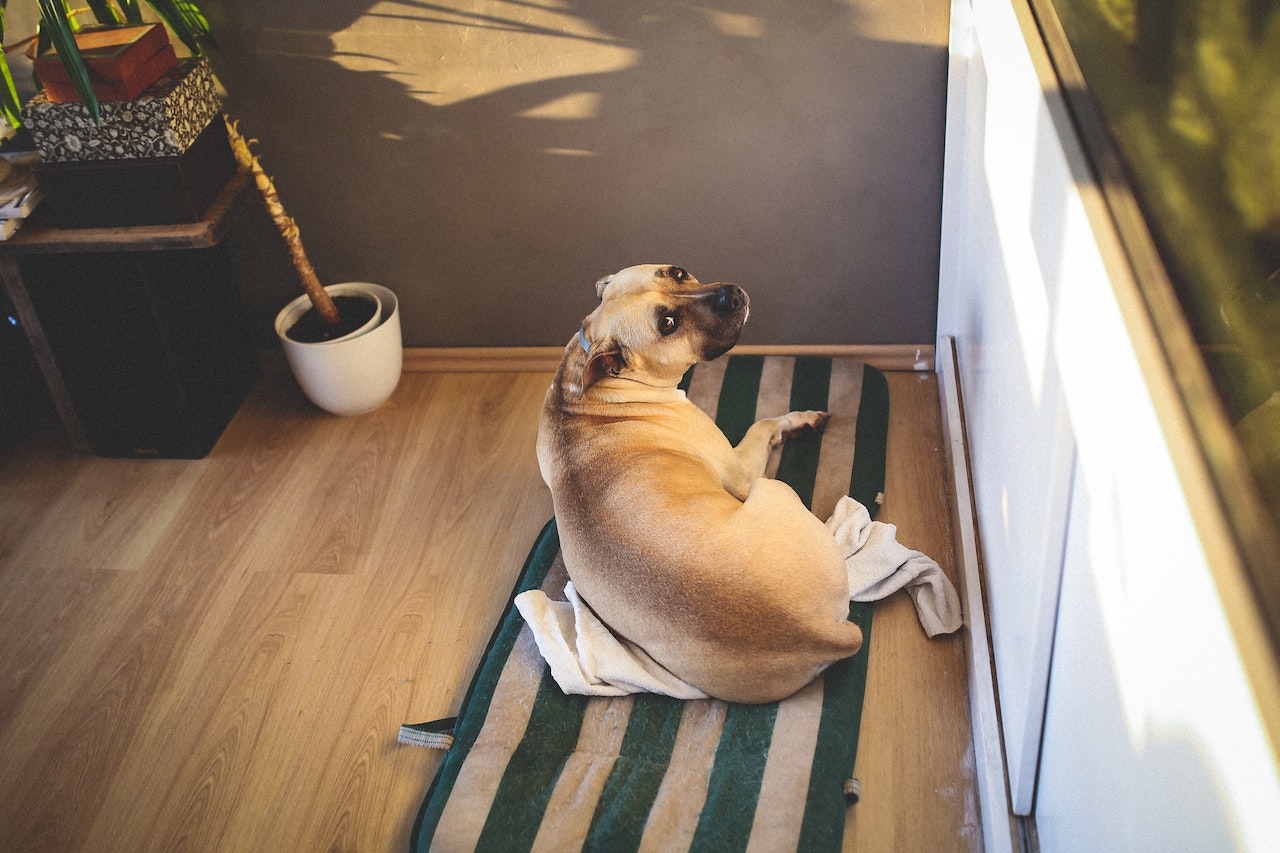 A small brown dog squatting on a rug