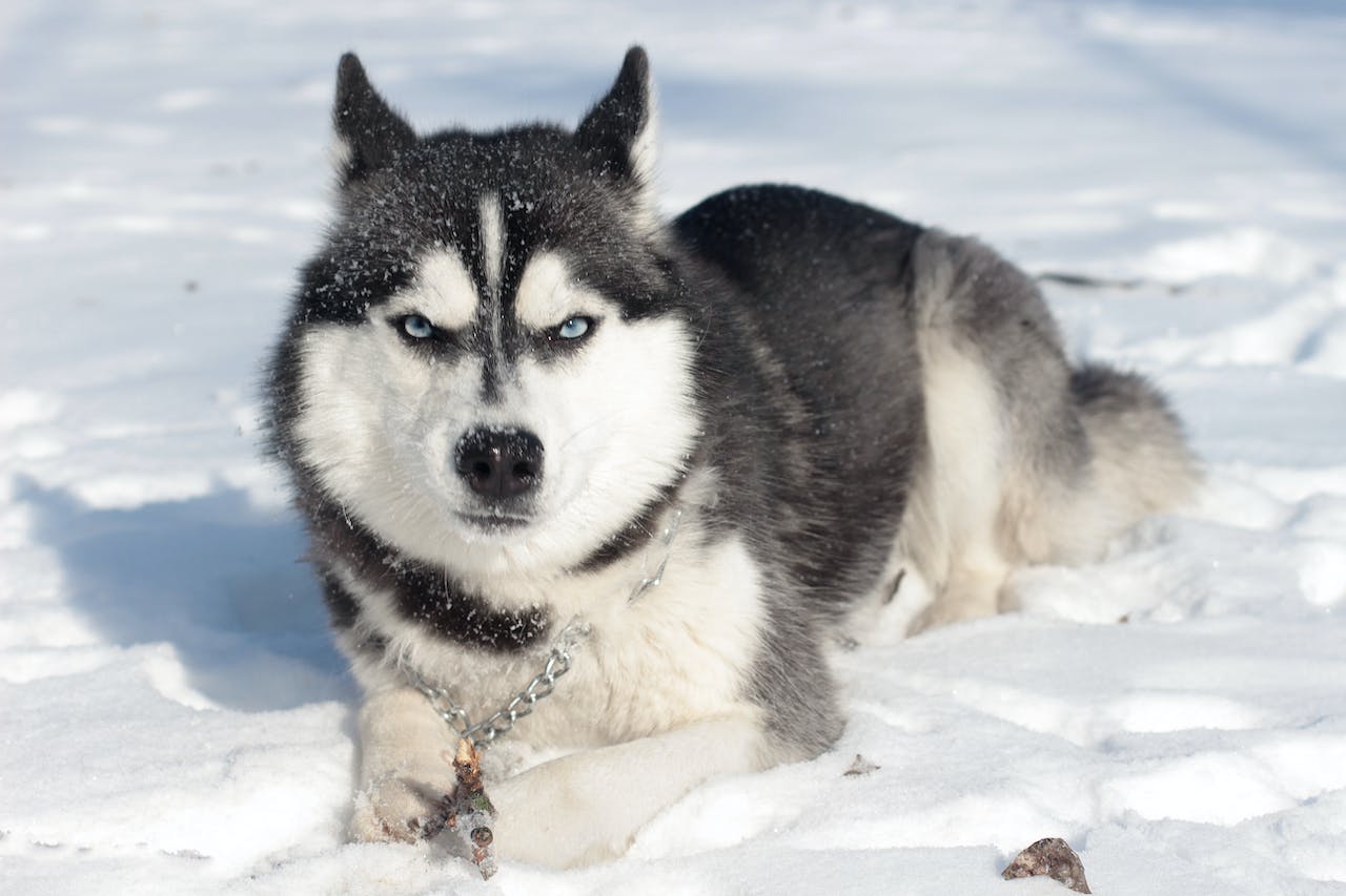 a black and white husky dog sitting in the snow