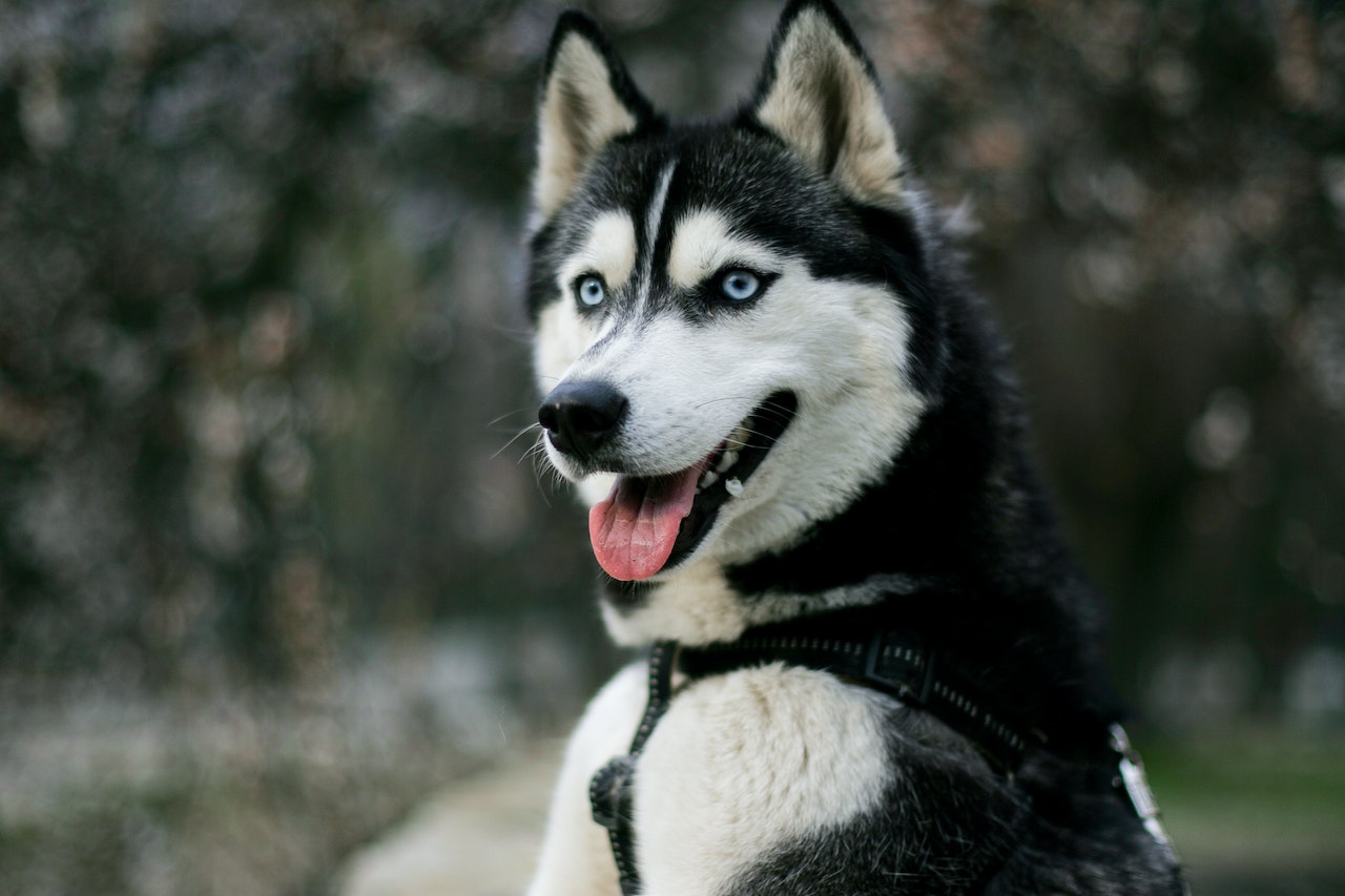 A large dog stands outside with its ears up