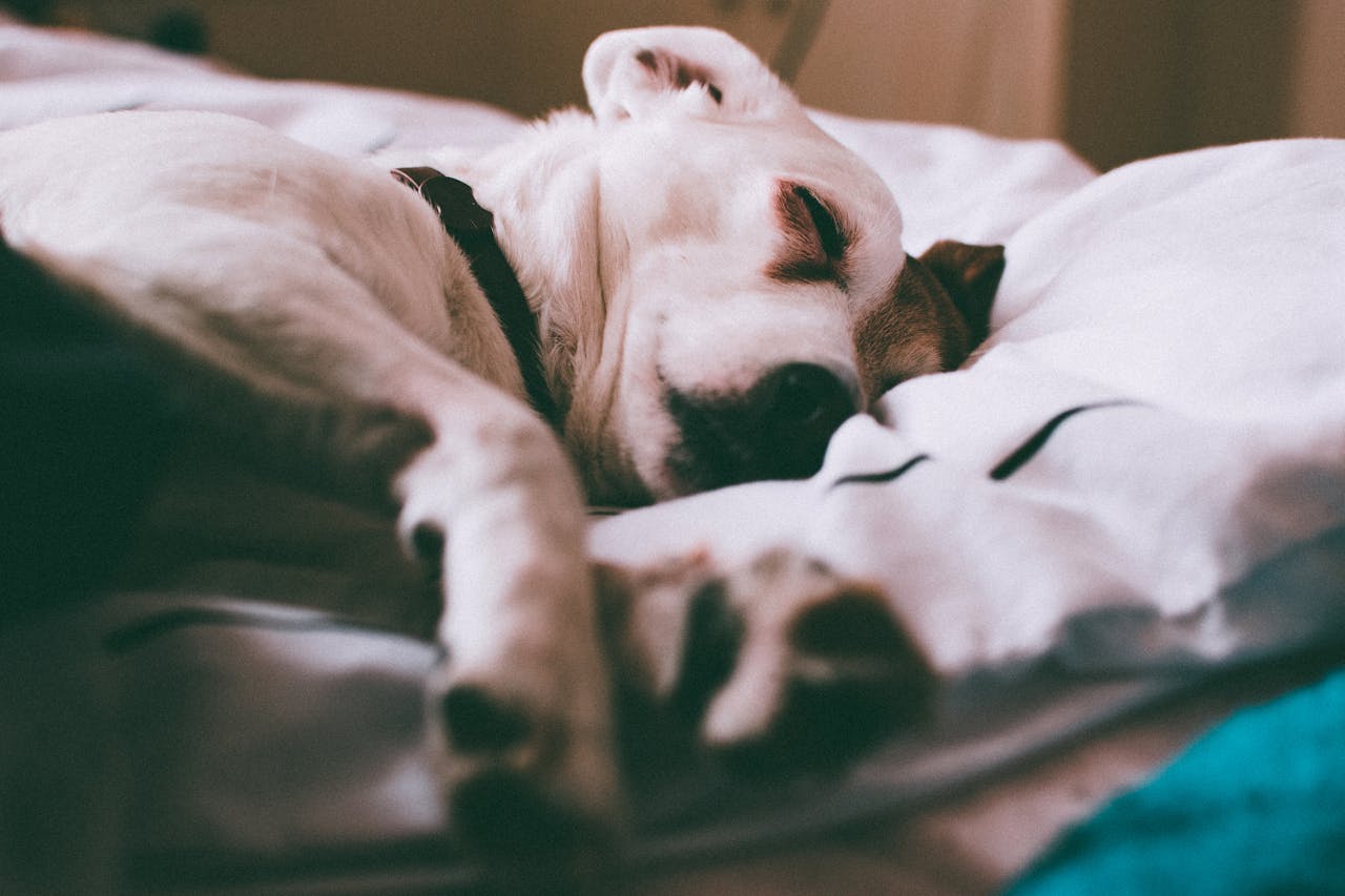 A dog sleeping on a orthopedic dog bed