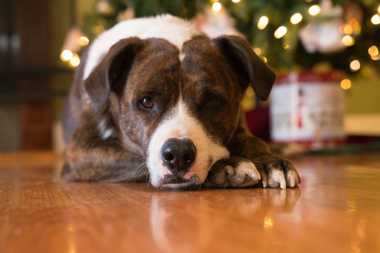 A large dog sitting in front of a Christmas tree.