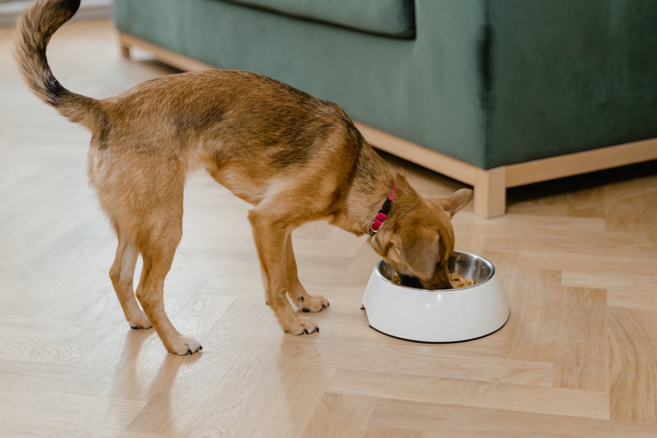 A small dog eating out of a bowl