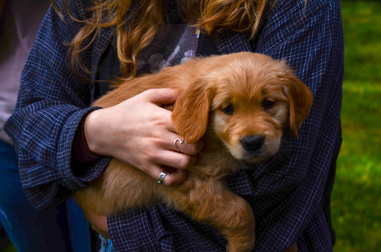 A woman holding a small brown puppy