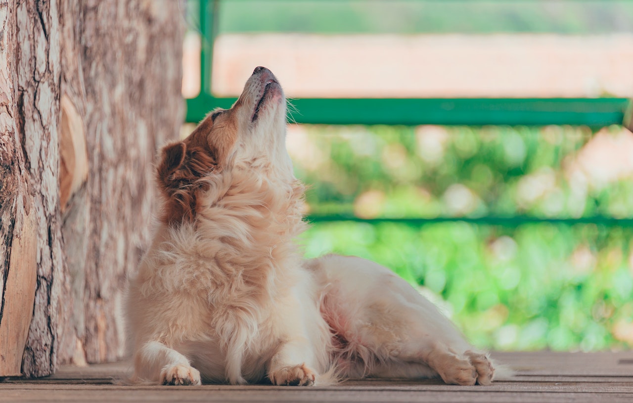 A dog lays down on the ground while holding its head up