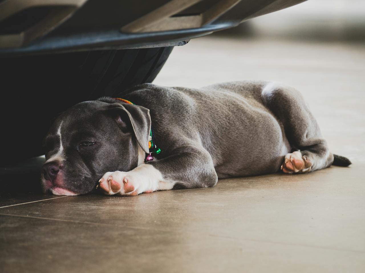 A dog sleeping underneath the bed