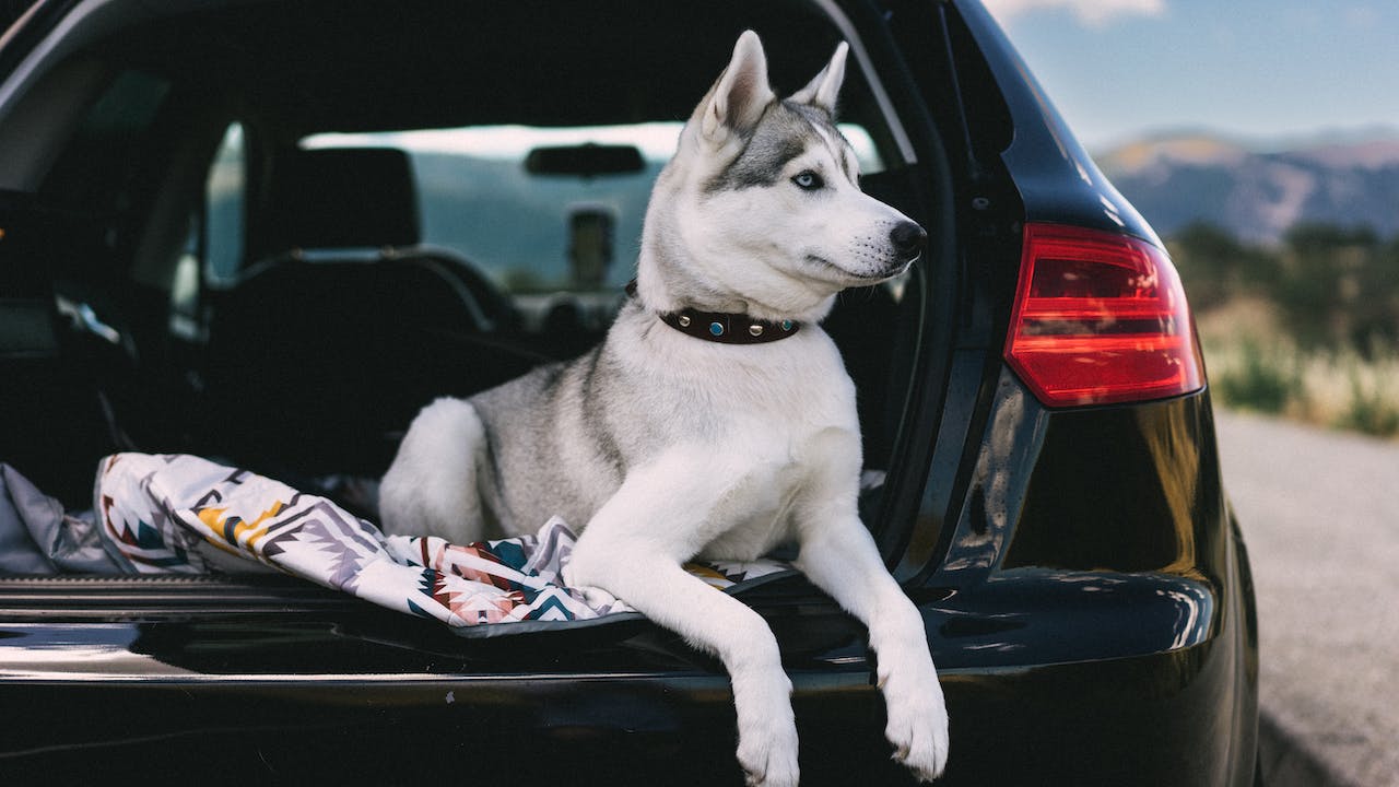 Our Guide to Removing Dog Hair from Your Car