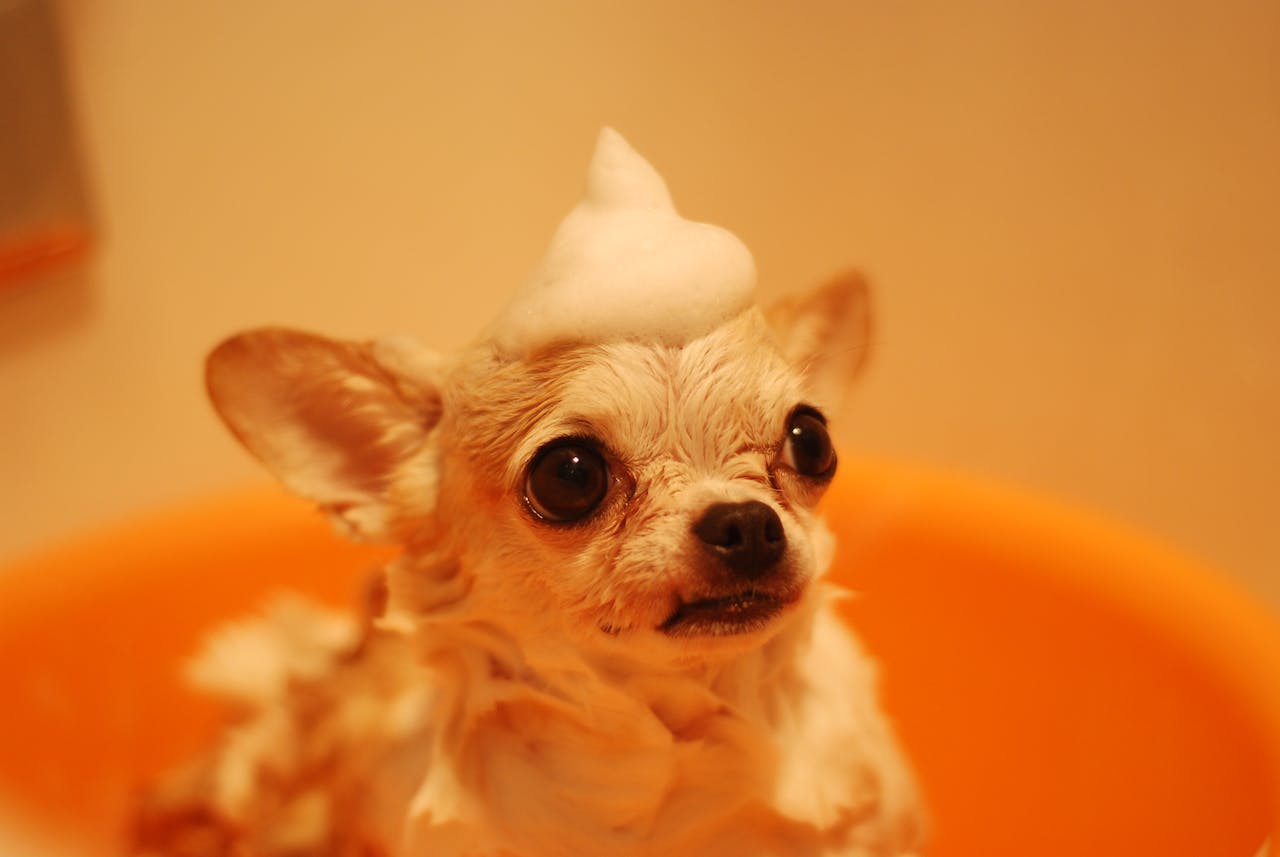 A brown Chihuahua sitting inside a bathtub