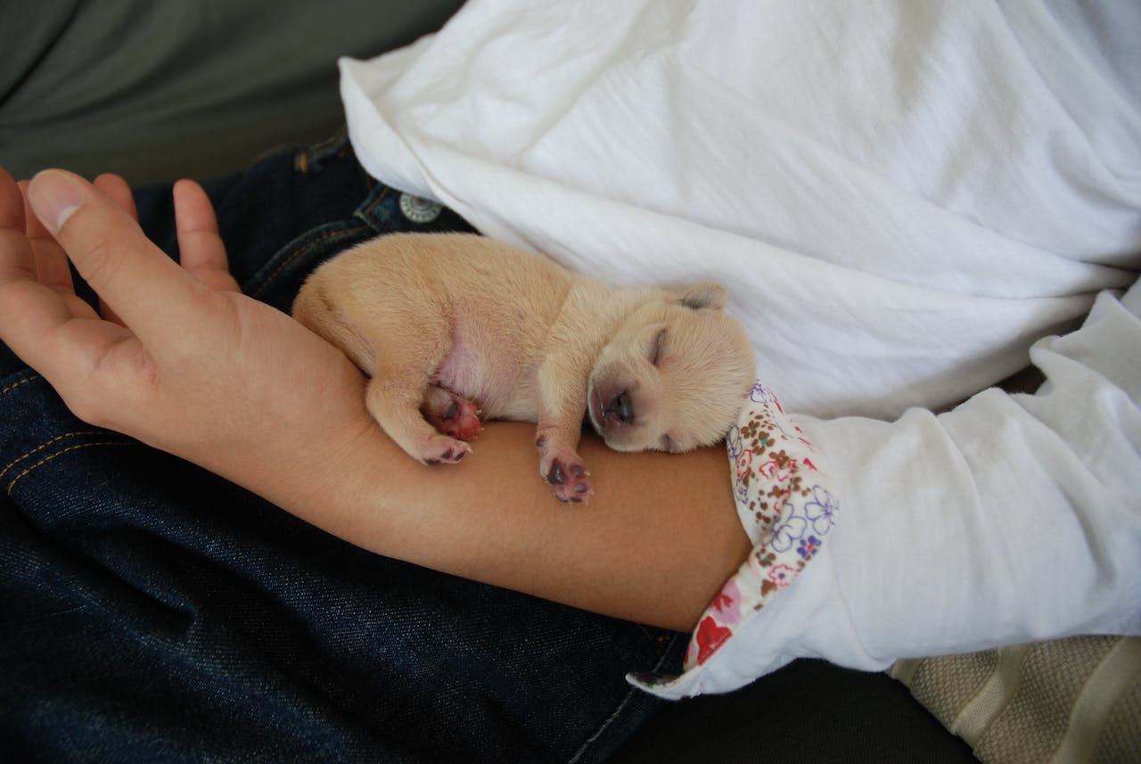 Understanding Why Your New Pup is Sleeping So Much