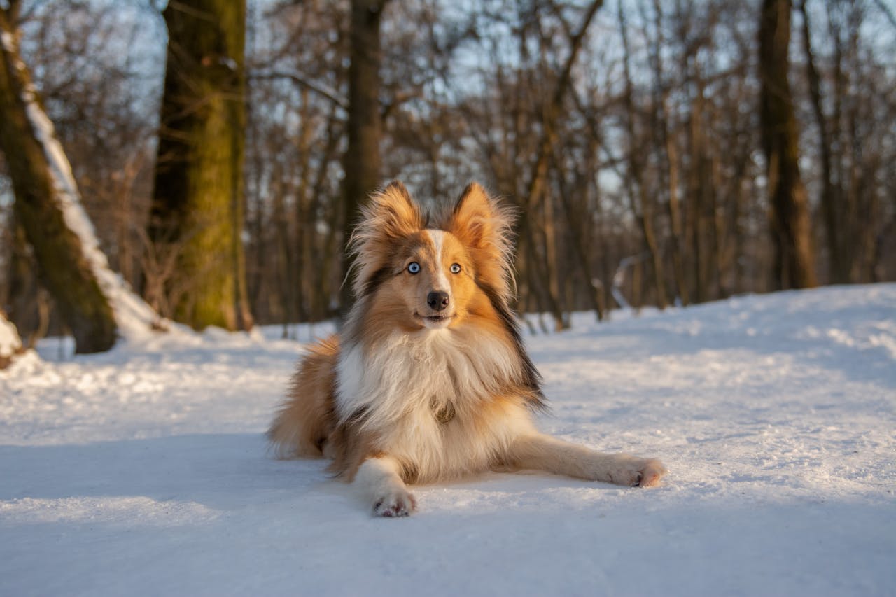 A fearful Collie sitting in the snow