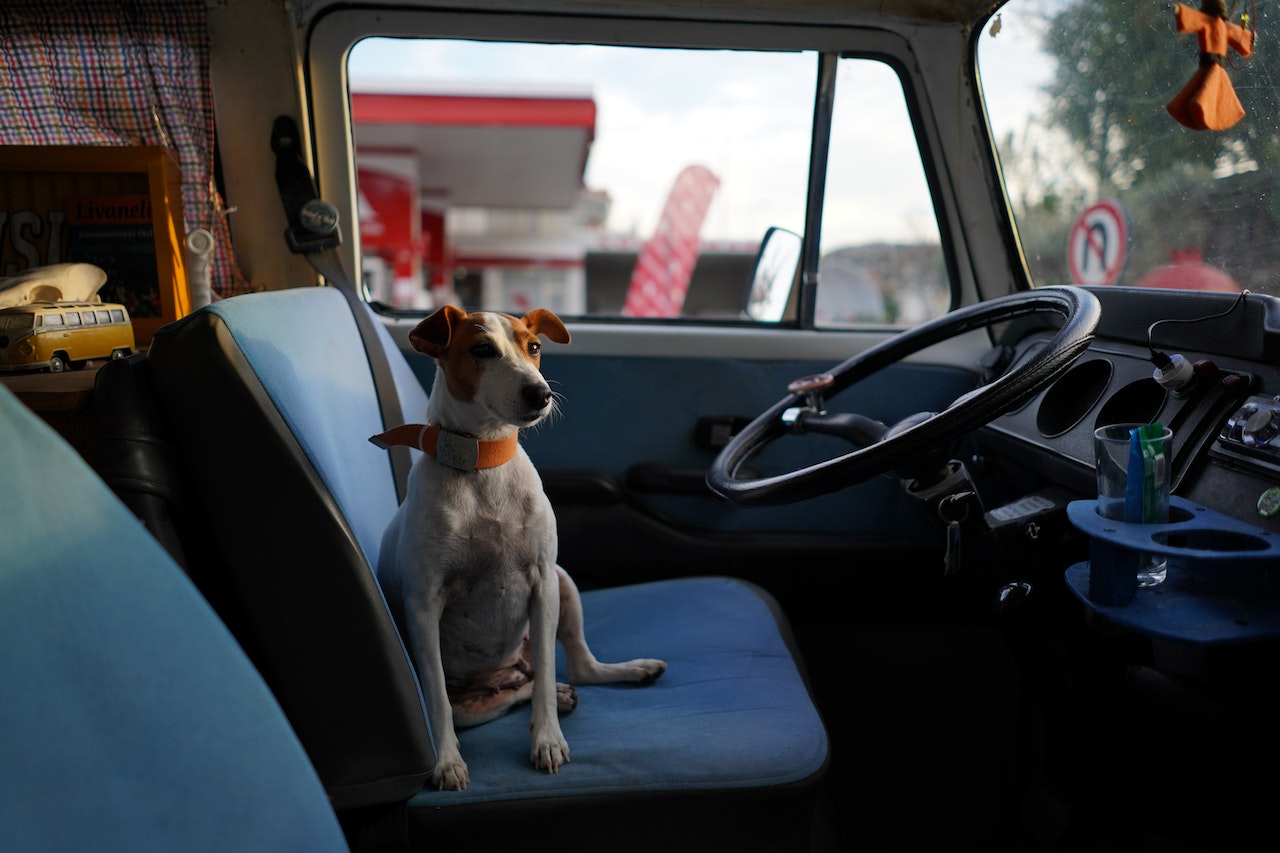 A friendly rescue dog sitting in the the front of a car