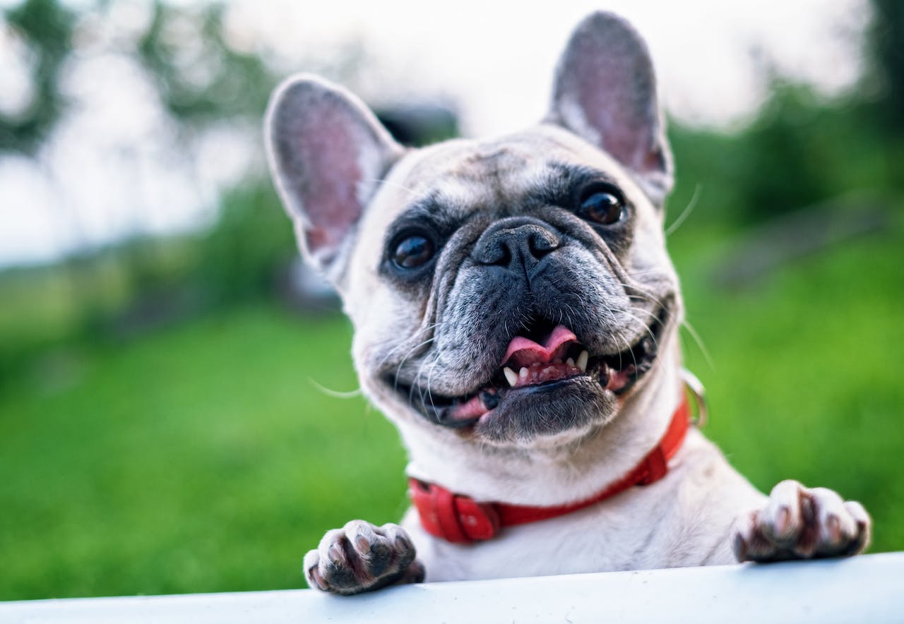 A French Bulldog looking over a fence.