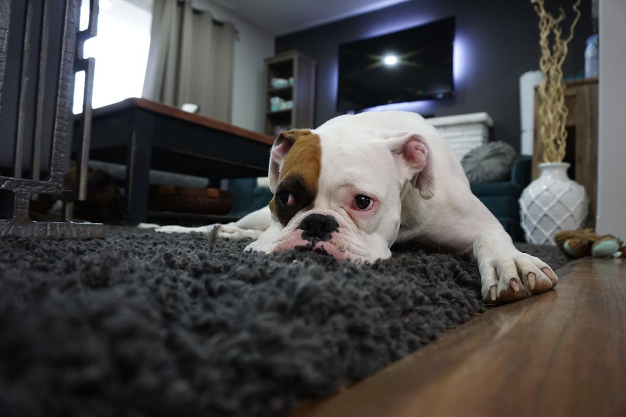 A small English Bulldog laying down on a rug