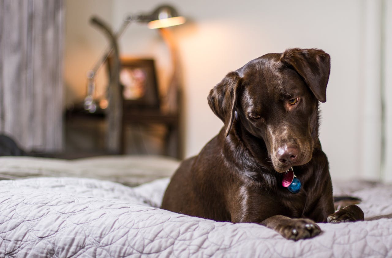 A close up of a dog sitting on a bed