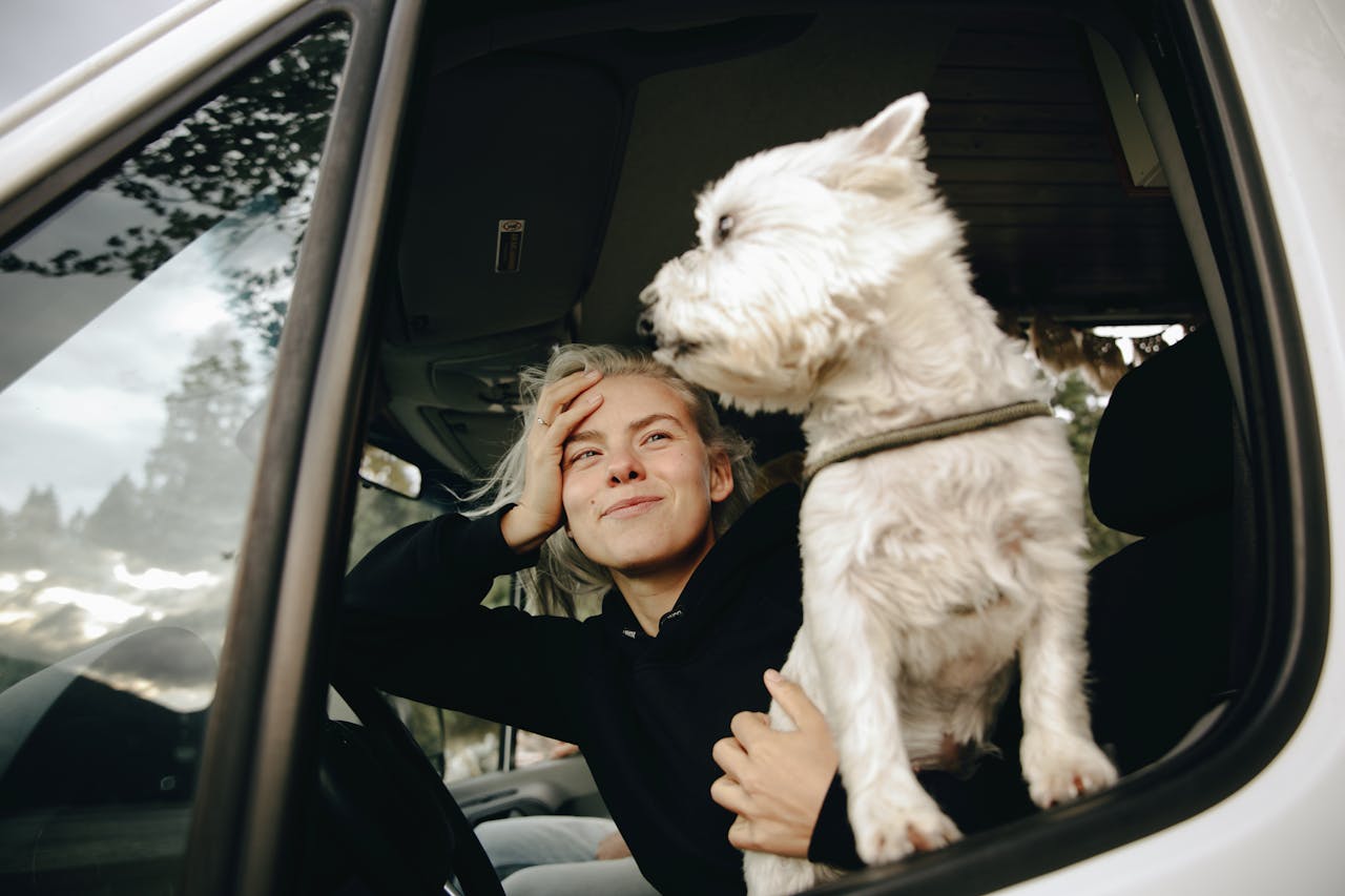 A small white dog in the car with the owner