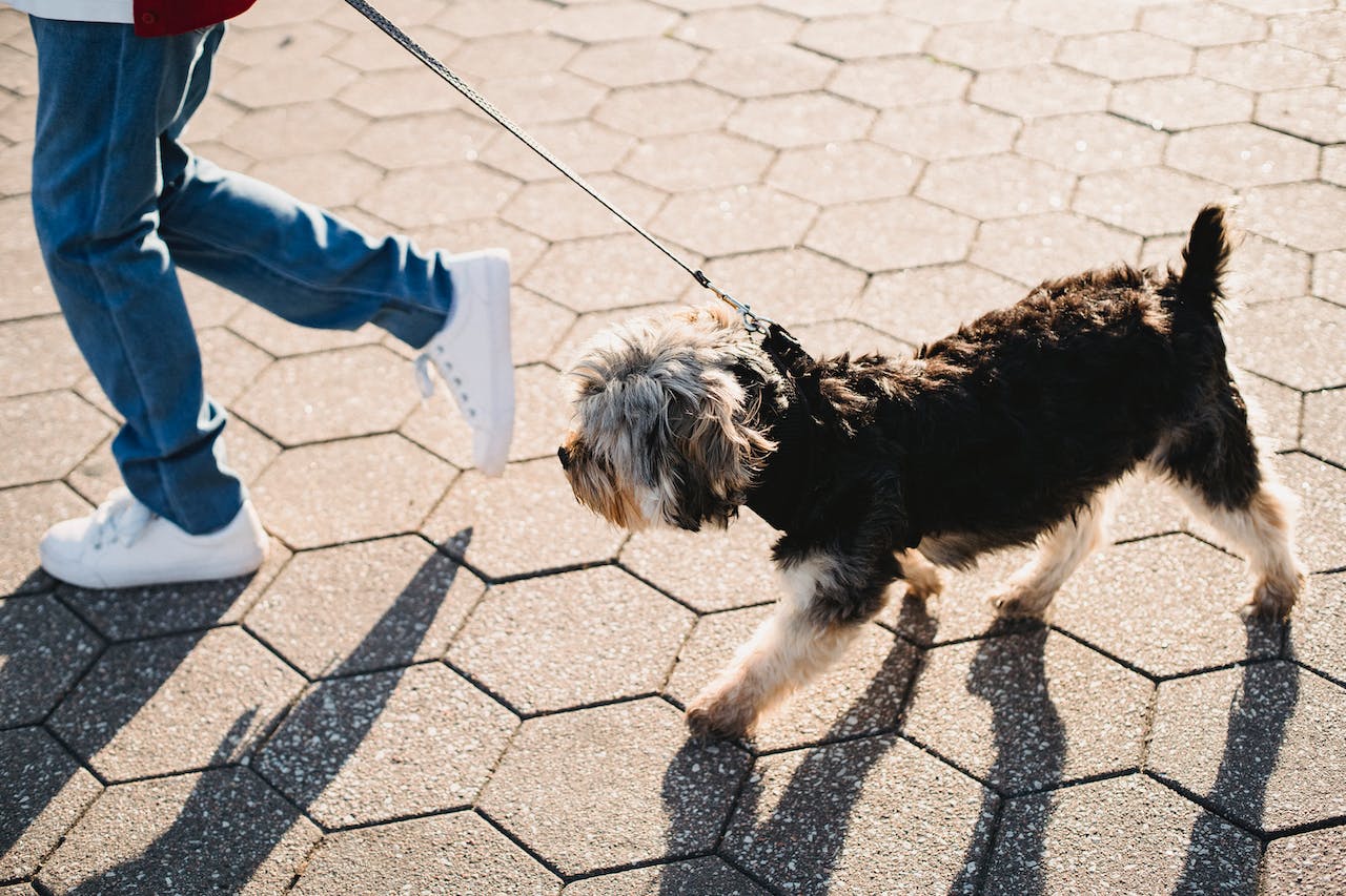 a boy walking his dog outdoors