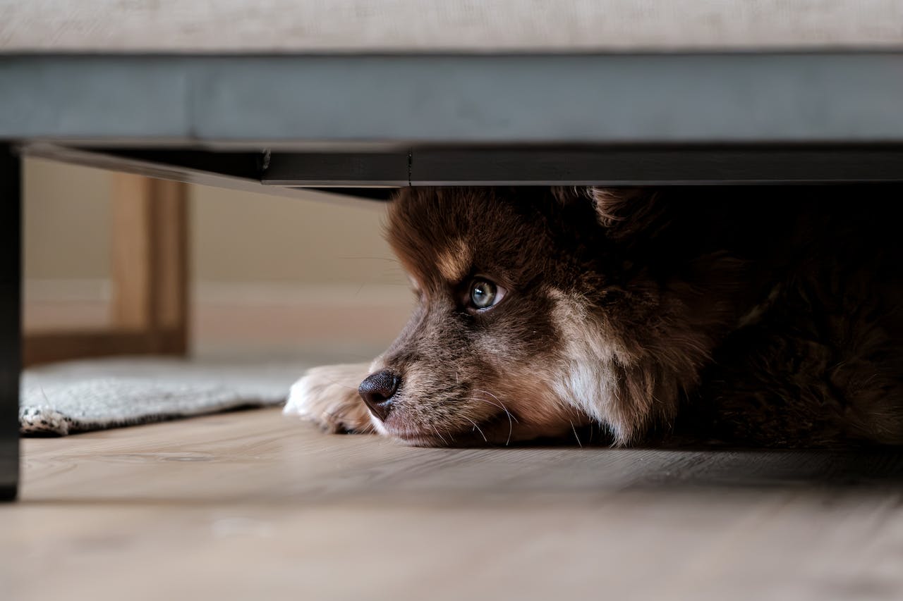 A small brown dog hiding under the bed