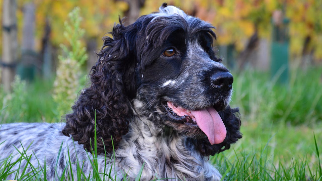 A dog lying down on grass