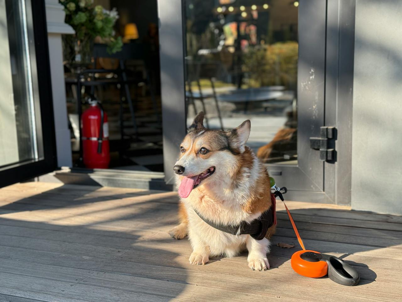 a small Welsh Corgi sitting outside a restaurant