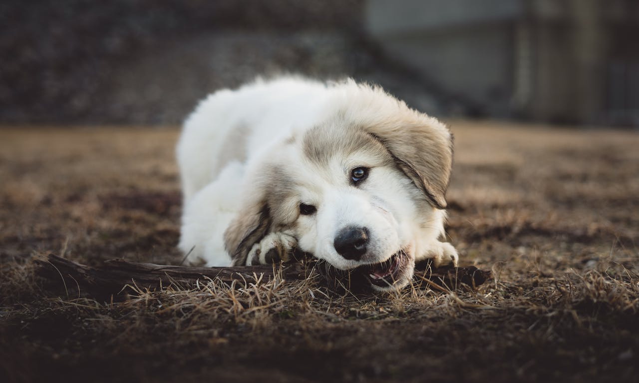 A shallow focus of a photo of a dog chewing a stick