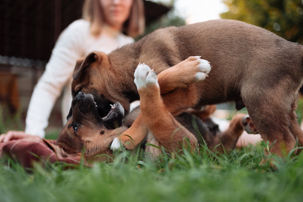 Two brown dogs roughhousing