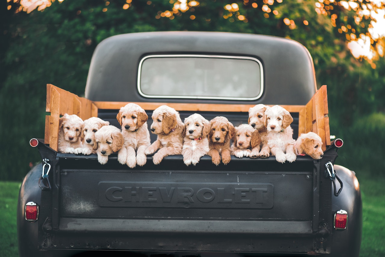 A Classic Pickup Truck Bed Filled With Puppies