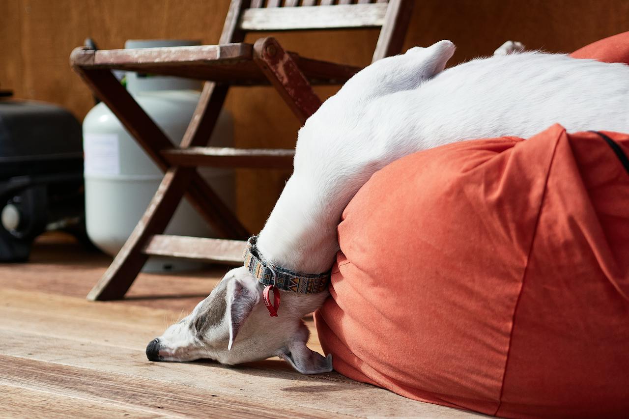 A small white dog sleeping on a Paw.com dog couch