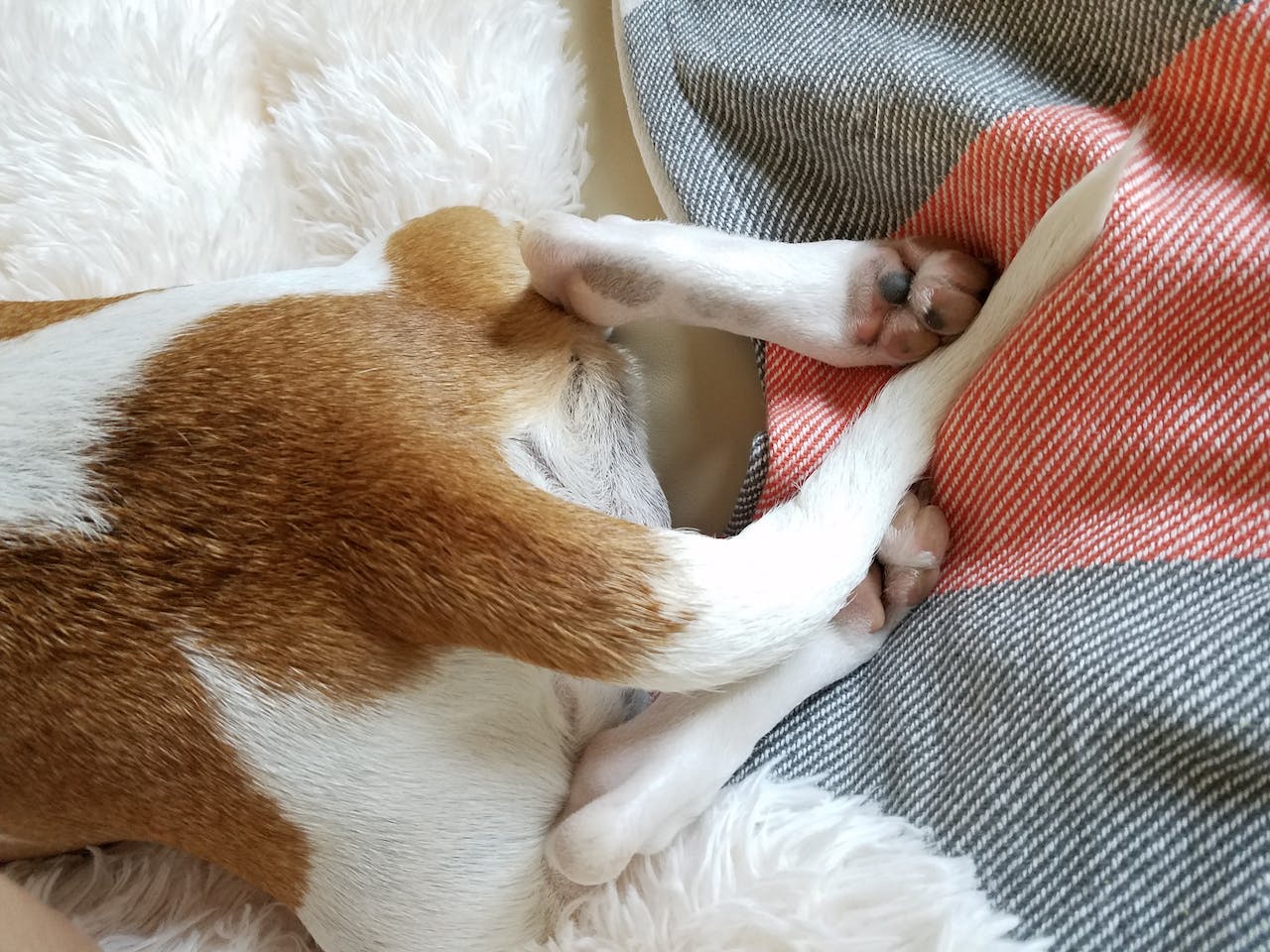 a short coated brown and white dog wagging its tail