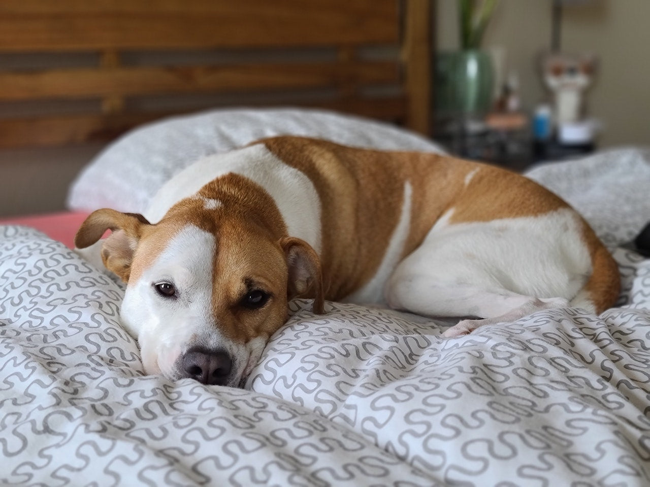 A brown and white dog laying down on a donut dog bed