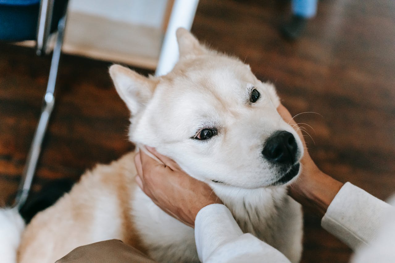 a woman petting an angry white dog