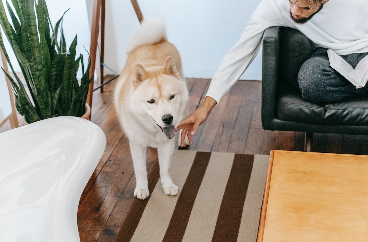 A man in a white long sleeve reaching over to pet his dog