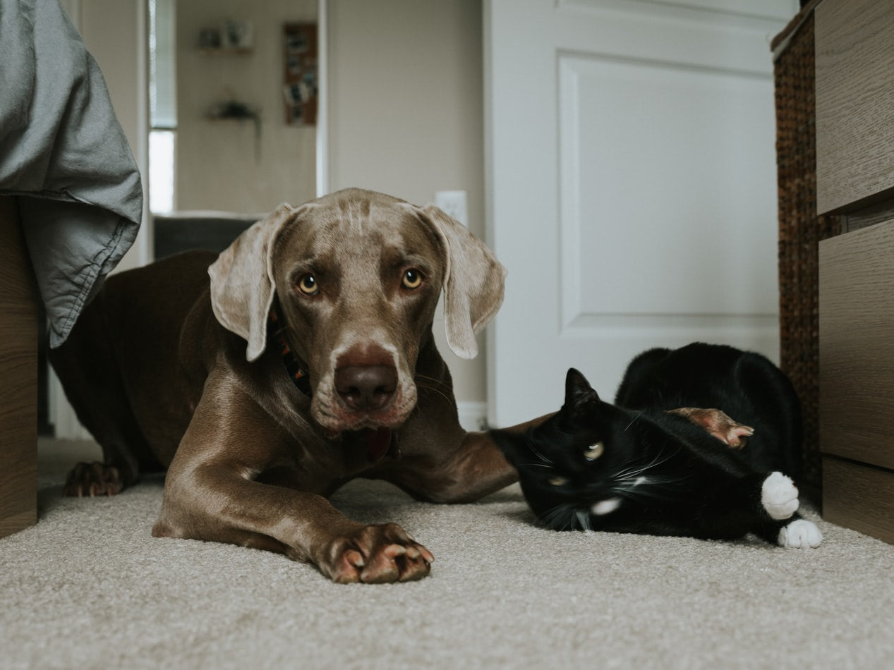 Cats & Dogs Living Together: A Pawrent's Guide to Peace