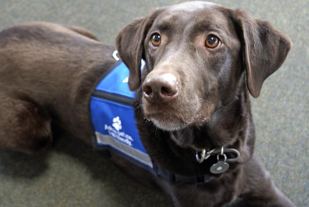 Remembering The Brave Hero Dogs Of 9/11