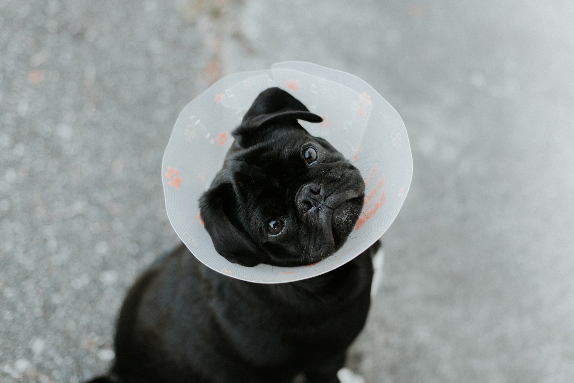 A dog wears a cone on its head to prevent it from getting to its surgical wound