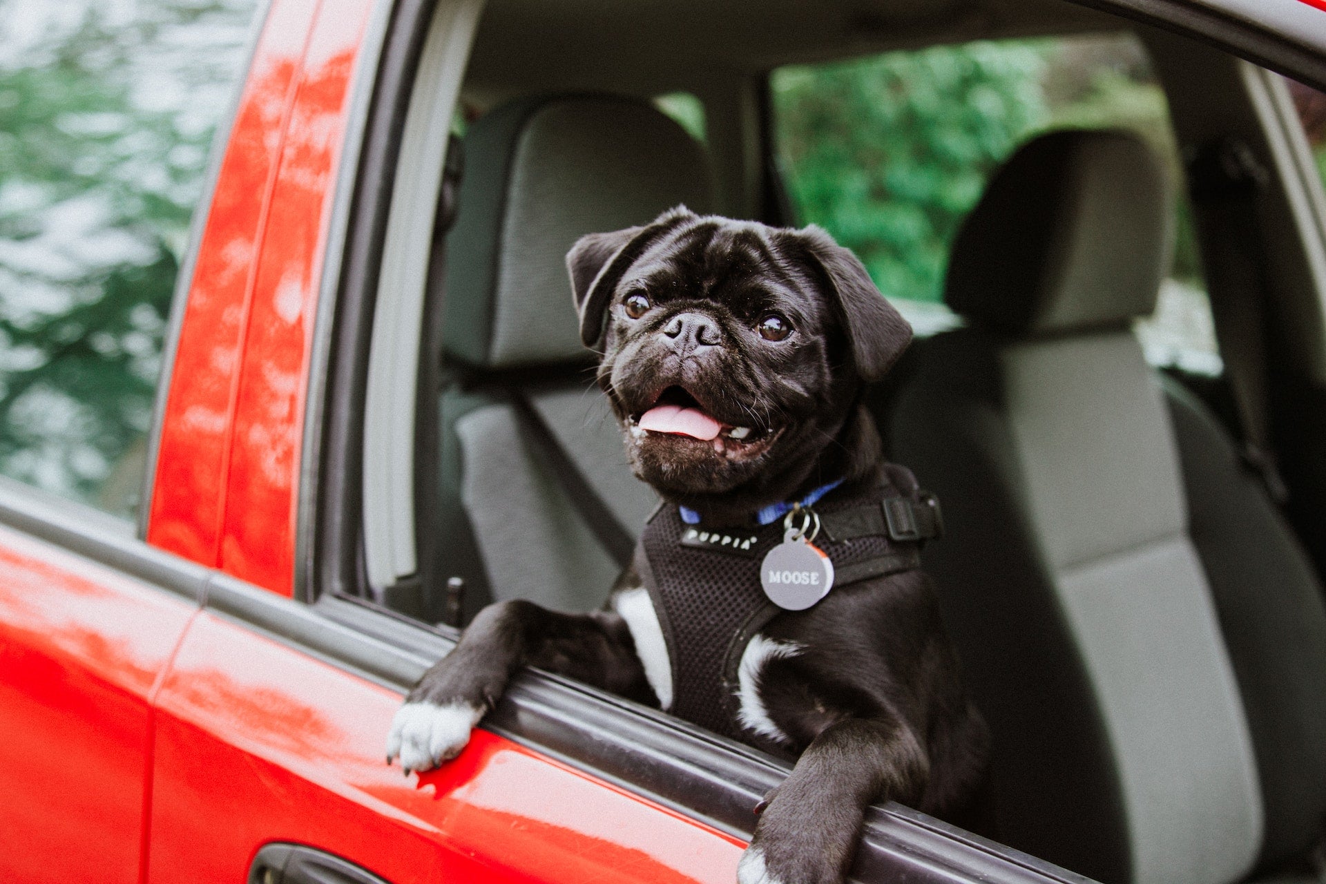 A small dog looking out an open window of a car