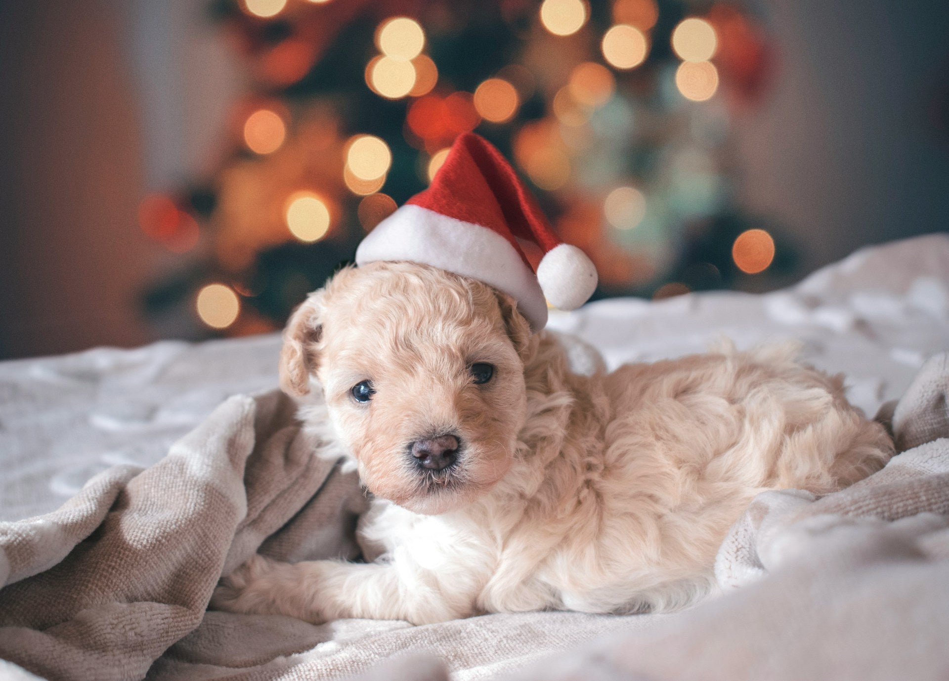 A small white dog wearing a Santa hat