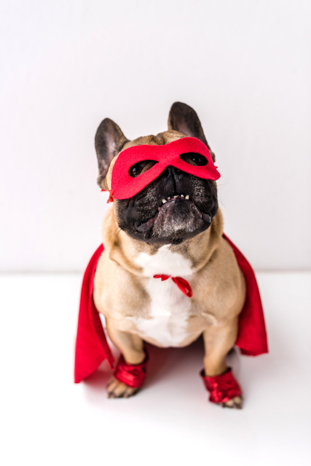 10 Hilarious National Dress Up Your Pet Day Costumes