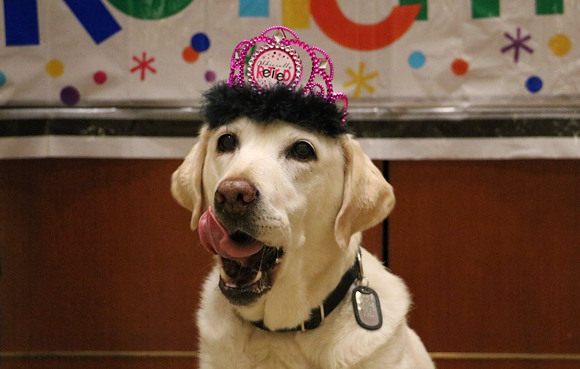 Airport Service Dog Gets Honored With Paw-some Retirement Party