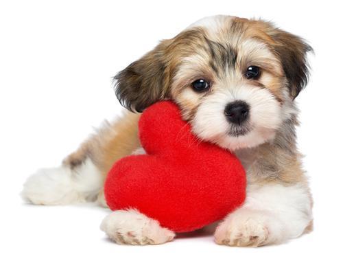 small dog cuddling a plush heart toy