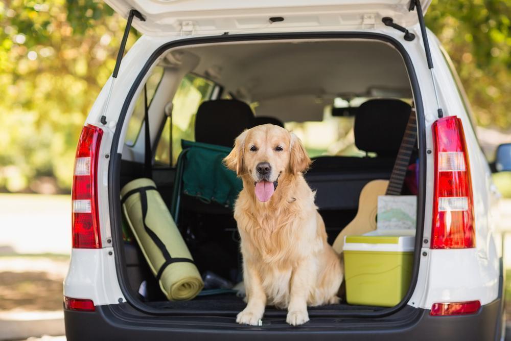 6 Tips For Traveling with Dogs This Holiday Season