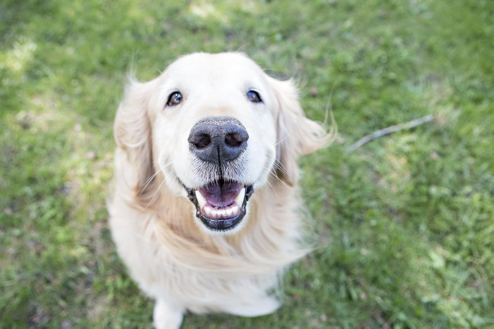 There's Scientific Proof That Your Dog Really Does Love You